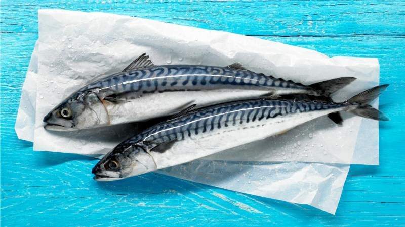 mackerel-food