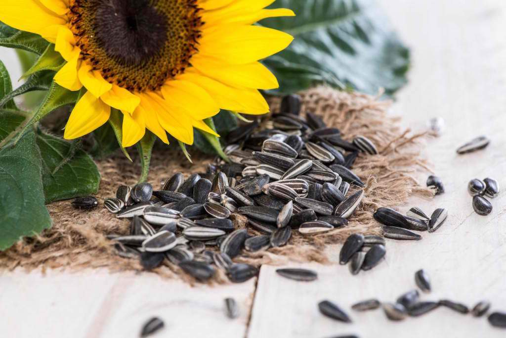 sunflower-seedas