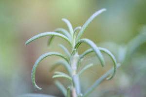 Rosemary Herb