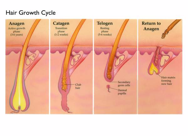 low level laser (light) therapy affects the hair growth cycle
