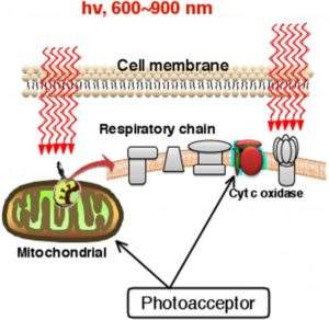 low level laser (light) therapy affects the hair growth cycle at cell membrane